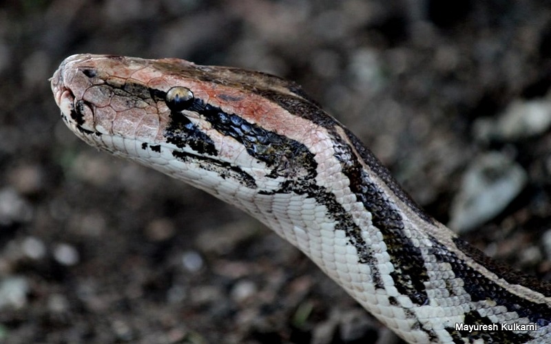 Indian Rock Python